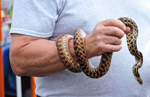 Close up of a man holding a snke that's wrapped around his arm.