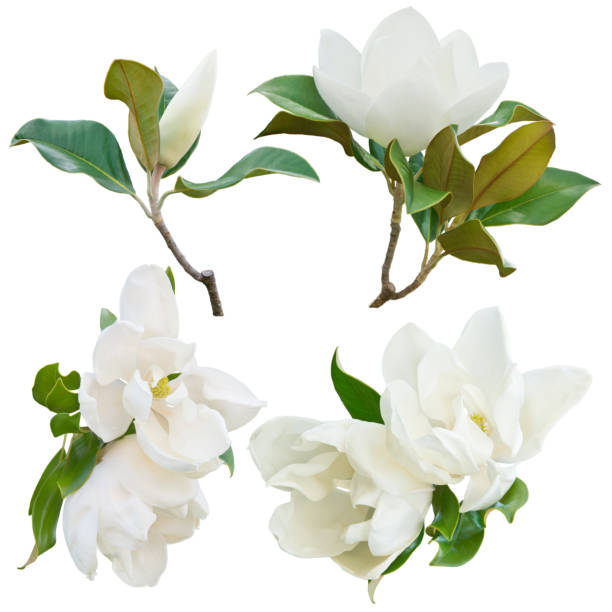 Magnolia Flowers on White Background stock photo