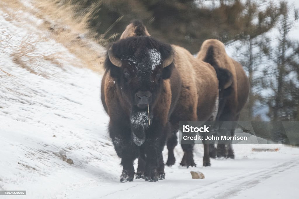 Mature Buffalo or bison cow walking through snow toward camera in Yellowstone Park Mature Buffalo or bison walking through snow toward camera in Yellowstone Park in Montana near Cooke City, Montana in the United States of America (USA). Larger cities nearby are Bozeman, Livingston, and Billings Montana. Herd Stock Photo