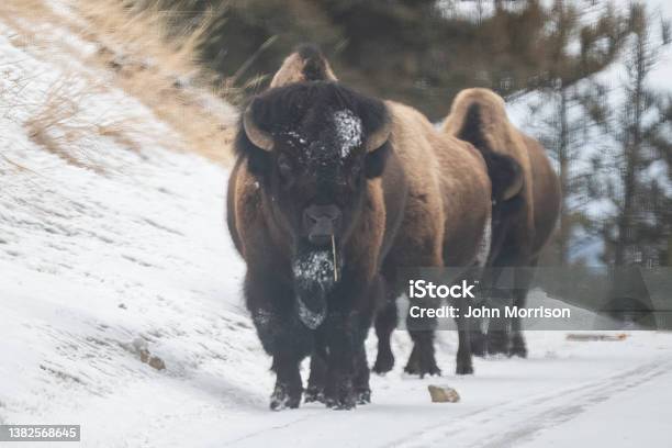 Mature Buffalo Or Bison Cow Walking Through Snow Toward Camera In Yellowstone Park Stock Photo - Download Image Now
