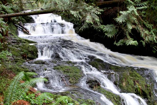 istock Small Creek In The Forest 1382569141
