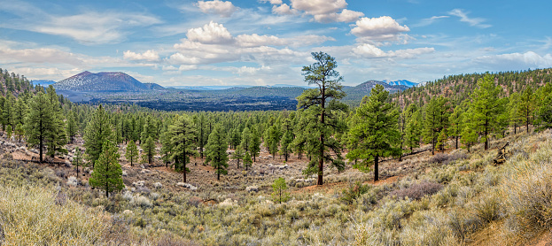 Sunset Crater (far left) is one of nearly 600 volcanoes in the San Francisco Volcanic Field.  It is the youngest volcano in the area, forming around 1,000 years ago.  This 1,000-foot-high cinder cone formed when basalt magma rose directly to the surface through a primary vent.  Gas pressure in the volcano produced a fountain of lava about 850 feet high.  The lava was blown into pieces, which cooled in flight and piled into a cone-shaped hill.  Sunset Crater was a short-lived volcano, lasting only months or a couple of years at the most.  When famed explorer John Wesley Powell explored the San Francisco Volcanic Field in 1885 he wrote, \