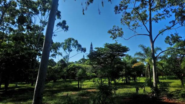 istock Park vegetation in a big city [ecological park 1382575018