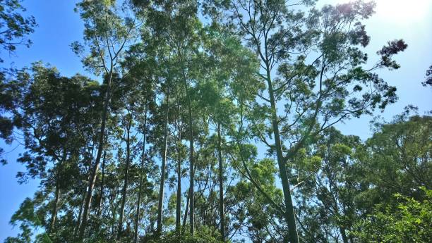 istock Park vegetation in a big city [ecological park 1382576105
