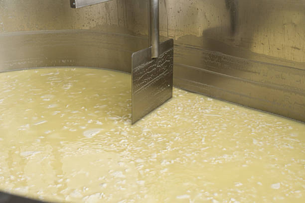 stainless steel mechanical shovel moves milk with curd into a container. Machine