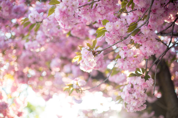 istock Spring floral background. Beautiful light pink sakura flowers in soft light 1382584748