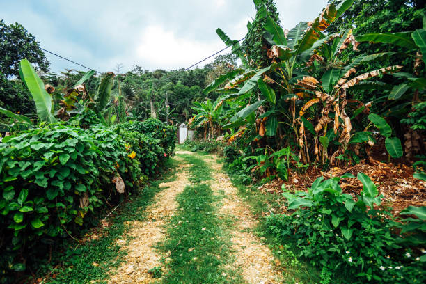 caribbean village street - long bay, jamaica - tropical rainforest jamaica tropical climate rainforest fotografías e imágenes de stock