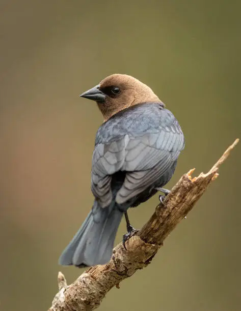 A male Brown-headed Cowbird sits on a perch overlooking some backyard bird feeders.