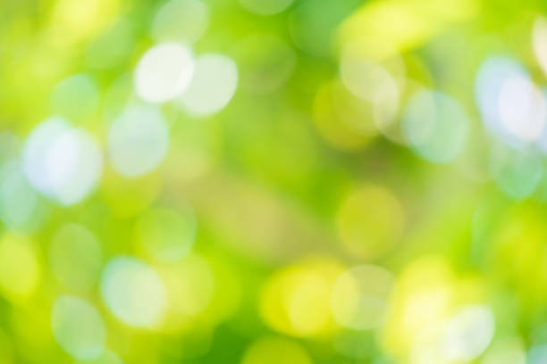 istock Abstract blur green leaf bokeh nature background 1382626491