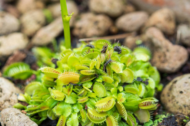 istock Venus flytrap Dionaea muscipula carnivorous plant close up 1382627054