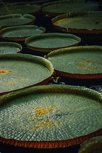 Background of fresh pattern Victoria Regia round shape big circle green water Lilly leaves floating on a lake in a botanic garden. Natural green leaf abstract texture.