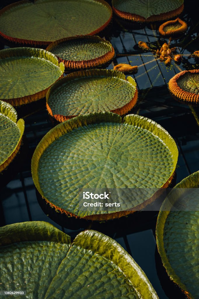 Group of victoria amazonica big circle green water lillies leaves floating in a pond Background of fresh pattern Victoria Regia round shape big circle green water Lilly leaves floating on a lake in a botanic garden. Natural green leaf abstract texture. Pattern Stock Photo