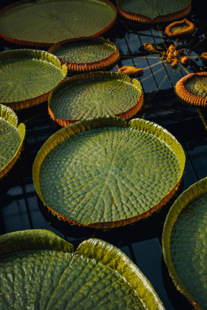 Group of victoria amazonica big circle green water lillies leaves floating in a pond Background of fresh pattern Victoria Regia round shape big circle green water Lilly leaves floating on a lake in a botanic garden. Natural green leaf abstract texture. pink flowering dogwood stock pictures, royalty-free photos & images