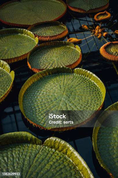 Group Of Victoria Amazonica Big Circle Green Water Lillies Leaves Floating In A Pond Stock Photo - Download Image Now