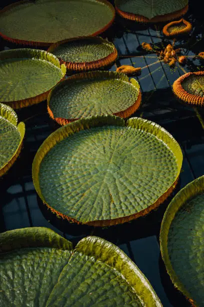 Photo of Group of victoria amazonica big circle green water lillies leaves floating in a pond