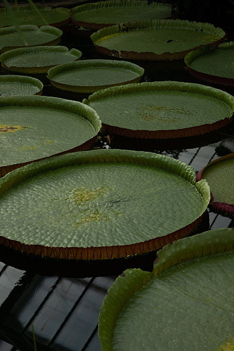 Background of fresh pattern Victoria Regia round shape big circle green water Lilly leaves floating on a lake in a botanic garden. Natural green leaf abstract texture.