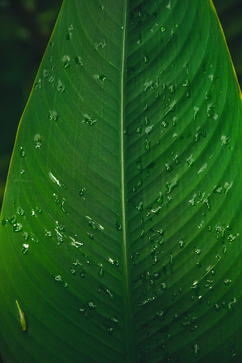 Large raindrops on a green banana leaf after rain in the tropics.