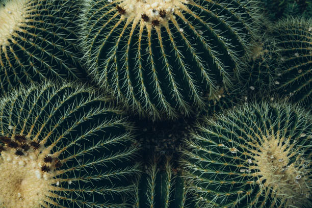 Group of large cacti Echinocactus grusonii, Golden Barrel Cactus or Golden Ball Cactus Succulent Plants, Nature Background or Texture Large group in tropical botanic garden
