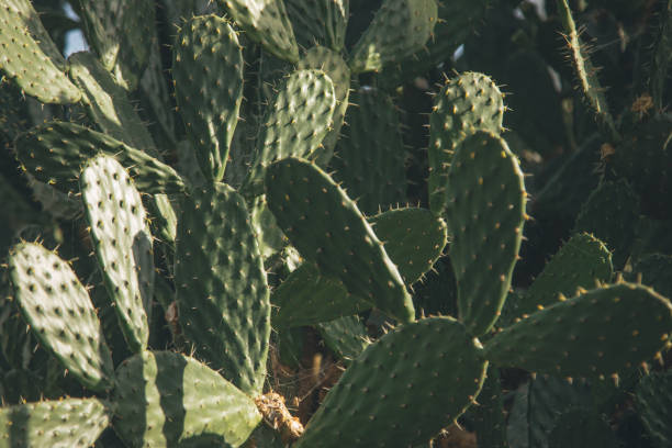 熱帯植物園のウチワサボテン植物(opuntia stricta)の砂漠植物 - prickly pear fruit flowers plants nature ストックフォトと画像