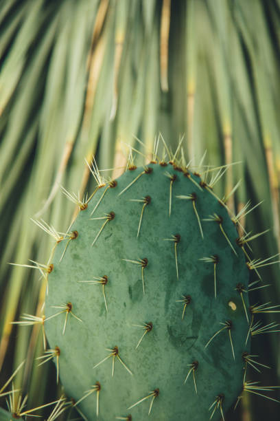 plantes du désert de plantes de cactus de figue de barbarie (opuntia stricta) dans un jardin botanique tropical - prickly pear cactus photos et images de collection