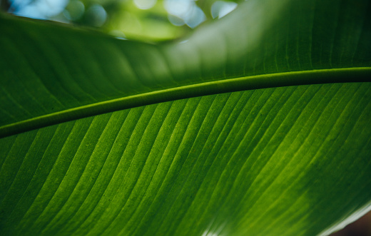 Green palm leaf, leaf surface. Web banner.