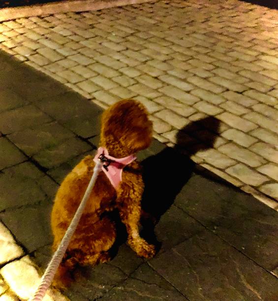 istock Miniature Golden doodle at Night 1382632900