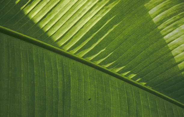 zbliżenie tropikalnego tła liści palmowych - uk banner full frame macro zdjęcia i obrazy z banku zdjęć