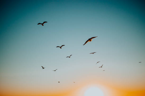 istock Seagulls at the beach at golden hour 1382641238