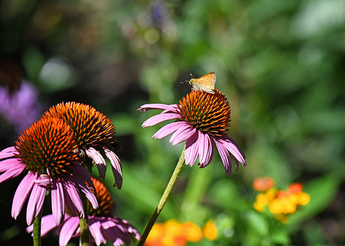 Tiny Fiery Skipper butterfly amid a cluster of purple coneflowers.