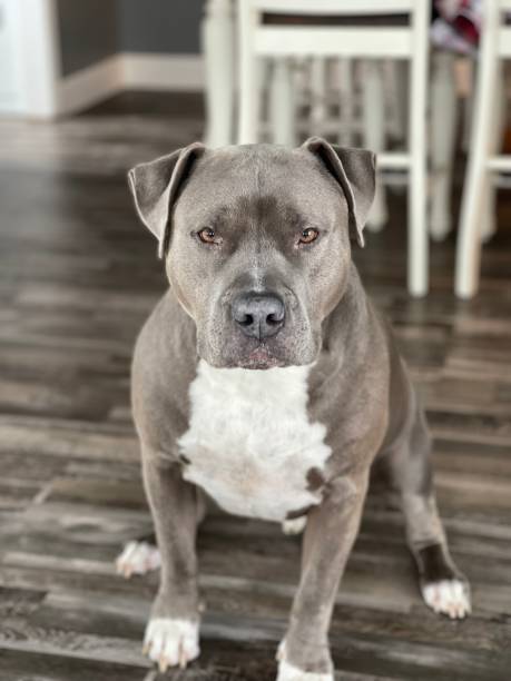 2,700+ Grey Pitbulls Stock Photos, Pictures & Royalty-Free Images - iStock