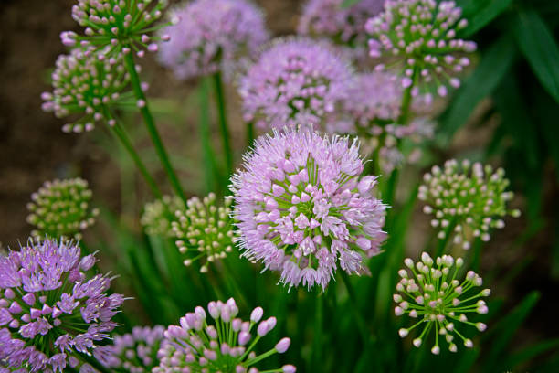 istock Purple Allium Flowers 1382659147
