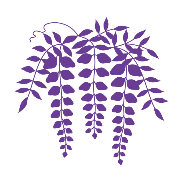 illustrazioni stock, clip art, cartoni animati e icone di tendenza di illustrazione vettoriale della siluetta viola del glicine - wisteria