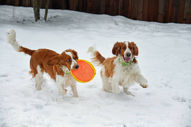 istock Two Welsh Springer Spaniels Playing With Toy in Snow 1382663352