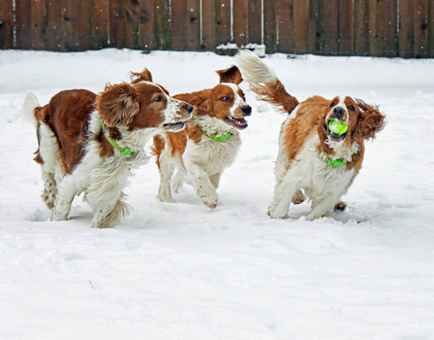 istock Three Welsh Springer Spaniels Playing Together in Snow 1382663362