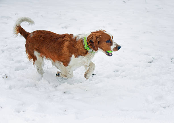 istock Welsh Springer Spaniel Running in Snow 1382663382