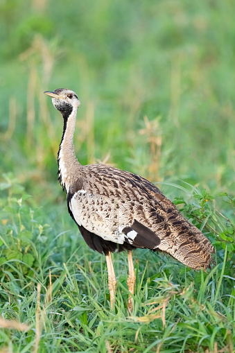 Shallow depth of field photo of young, juvenile, immature Australian magpie sitting on short green grass.  In contrast to the adults that are colored black and white, juvenile/immature magpies have a browner appearance.