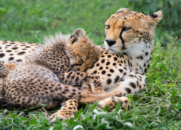 istock Cheetah Cub Sleeping with its Mother 1382677122