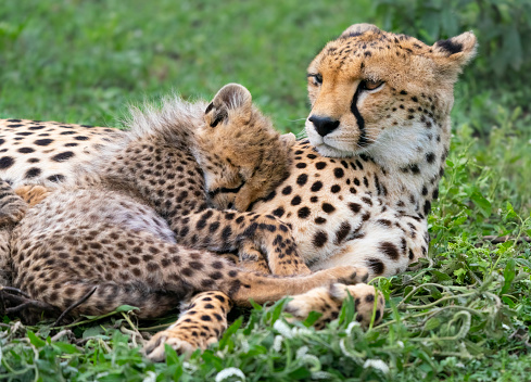 Cheetah cub and mother (Acinonyx jubatus). Ndutu region of Ngorongoro Conservation Area, Tanzania, Africa