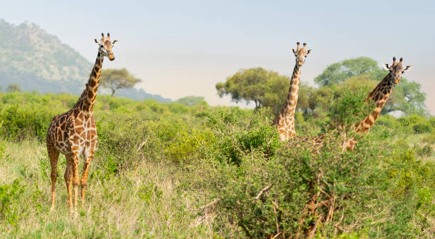 Masai giraffe (Giraffa camelopardalis tippelskirchi). Three giraffes grazing. Tarangire National Park, Tanzania, Africa
