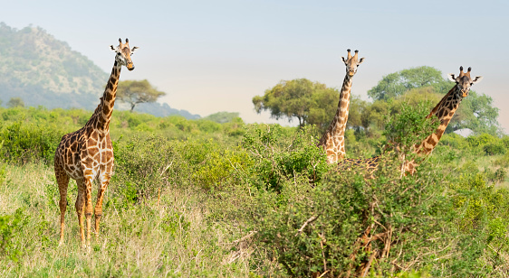 Giraffe at Etosha National Park in Kunene Region, Namibia