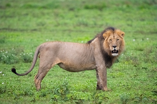 A closeup of the side profile of a lion in Pittsburgh surrounded by greenery with a blurry background