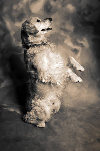 istock dog golden retriever 138267842
