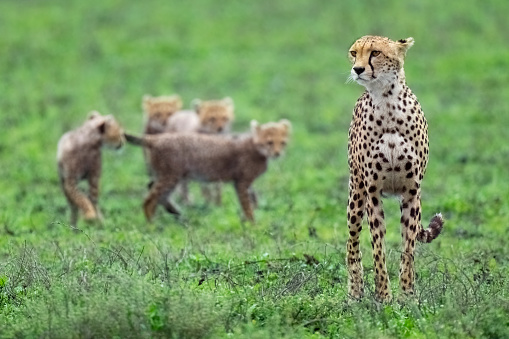 Cheetah walking submissively across the plains of Serengeti in front of wildebeest migration.