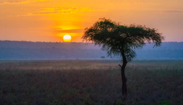 Sunrise over the African savannah and Acacia tree silhouette. Tarangire National Park, Tanzania, Africa