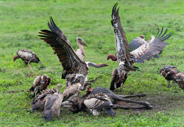 istock Vultures Squabbling over a Wildebeest Carcass 1382679284