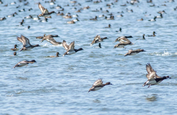 istock A flock of lesser scaups take flight 1382692176