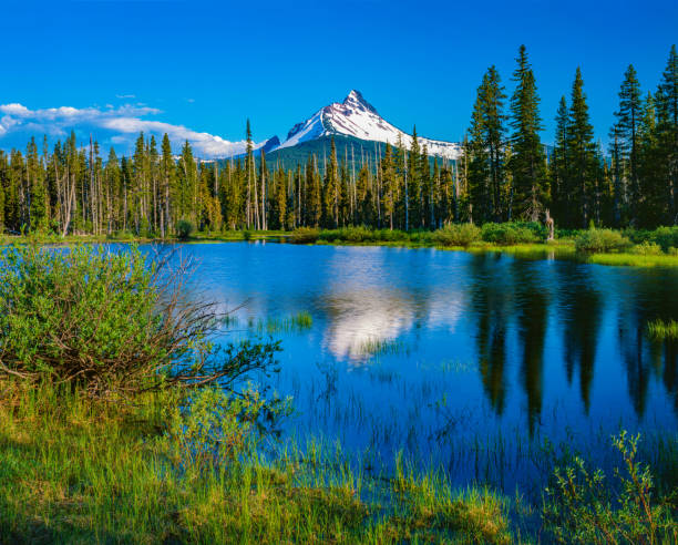 Mount Washington Willamette National Forest Oregon