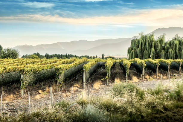 vigneti a tupungato al tramonto, regione vinicola di mendoza, argentina. - agriculture winemaking cultivated land diminishing perspective foto e immagini stock