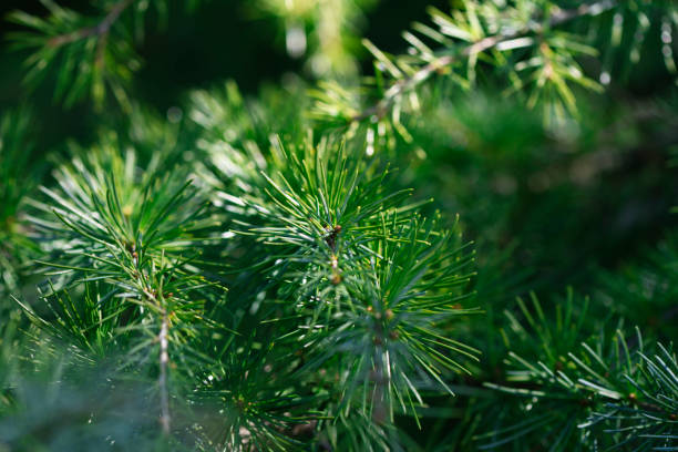 istock Cedar branch with shallow depth of field 1382699928