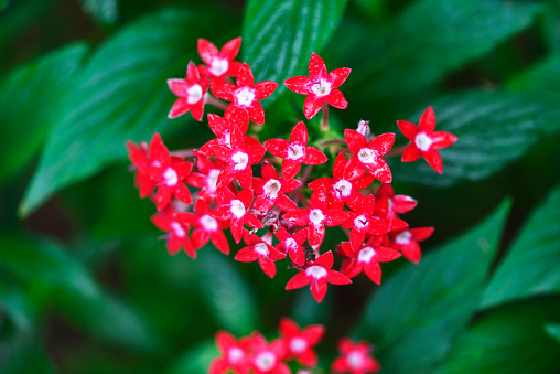 Medicinal plant ginseng flower in garden